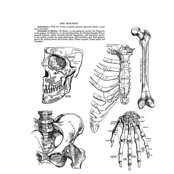 SA / Tim Holtz Cling Stamp - CMS411 - Anatomy Chart