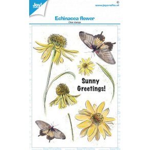 Joy Stempel - Coneflower - Echinacea A6